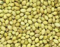 Indian Spices