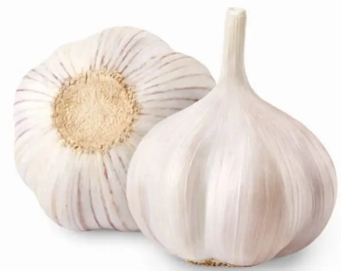 Fresh White Garlic
