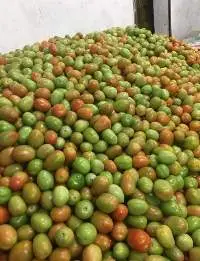 Fresh Tomato
