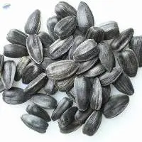 Todd's Seeds Black Oil Non-GMO