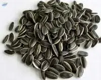 Sunflower Seeds