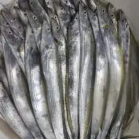 Ribbon Fish