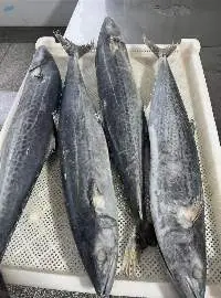 Spanish Mackerel