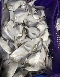 White Pomfret
