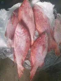 Red Snapper