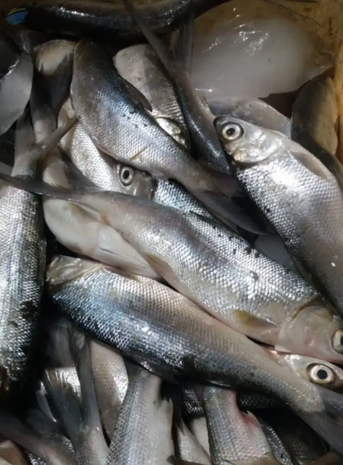 Milkfish