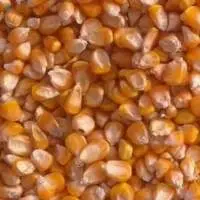 YELLOW CORN