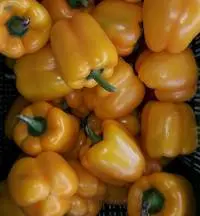 Capsicum/ Bell Pepper