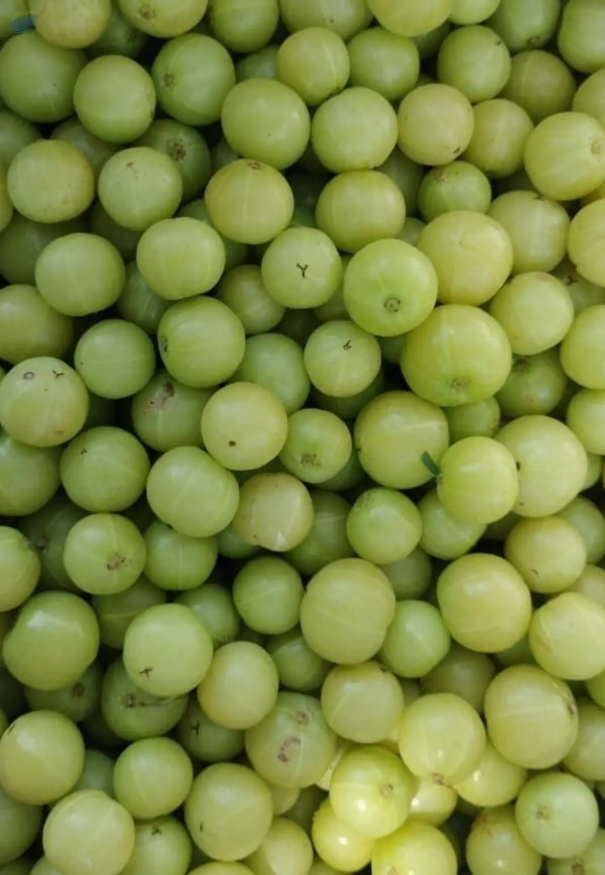 Amla/Gooseberry