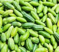 Ivy Gourd