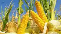 NON-GMO/GMO Corns