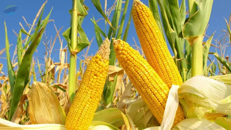 NON-GMO/GMO Corns