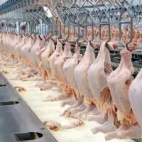Halal Frozen Whole Chicken, Frozen Chicken Paws
