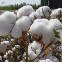 Bulk Raw Cotton For Sale