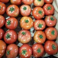 Fresh Tomato