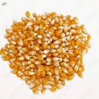 Yellow Corn / Maize