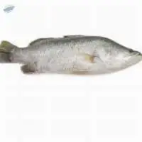 Seabass