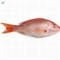 Red Snapper Fish