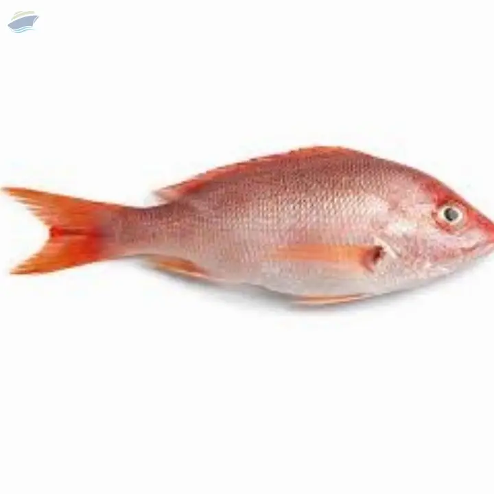 Red Snapper Fish