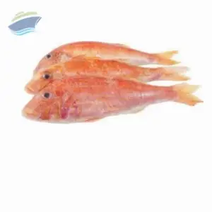 Trisi Snapper