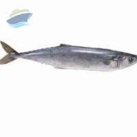 SPANISH MACKEREL