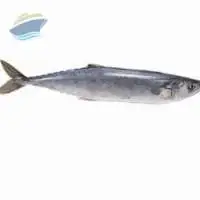 SPANISH MACKEREL