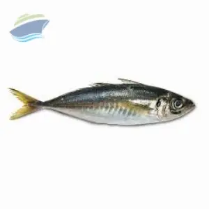 HORSE MACKEREL