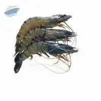 Tiger Shrimp