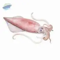 Flower Shrimp