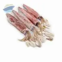 Needle Squid