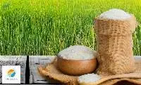Thai White Rice 100% B Grade