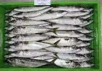Frozen Whole Round Chub Mackerel A