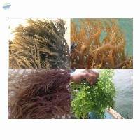 Cottoni Seaweeds - Gellidium Seaweeds