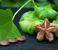 Sacha Inchi (Plukenetia volubilis)