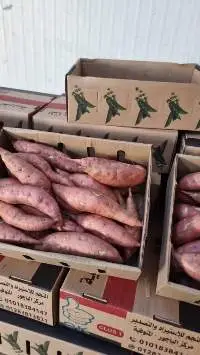 Sweet Red Potato