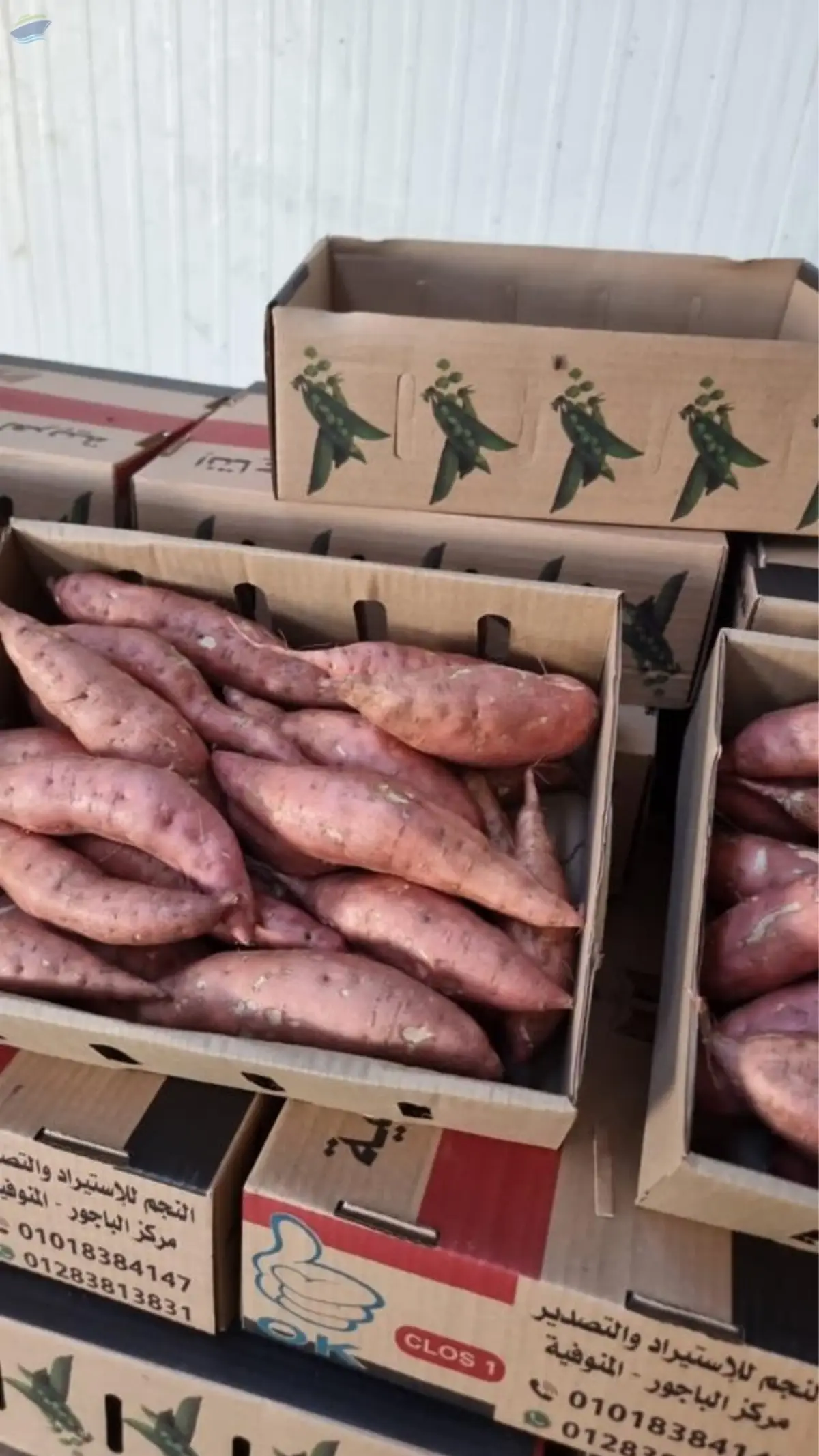 Sweet Red Potato