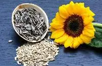 Sun Flower Seeds
