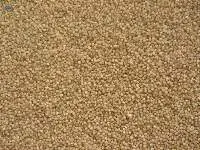 Little Millet
