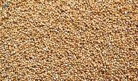 Kodo Millet