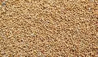 Kodo Millet