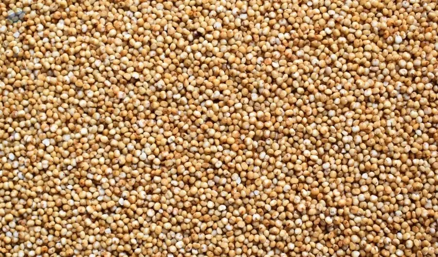 Kodo Millet