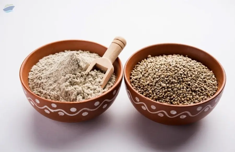 Pearl Millet