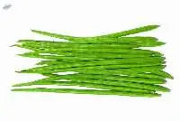 Drumsticks (Shevga)