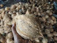 Coconut
