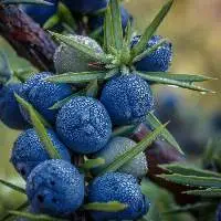 Juniper-Berry