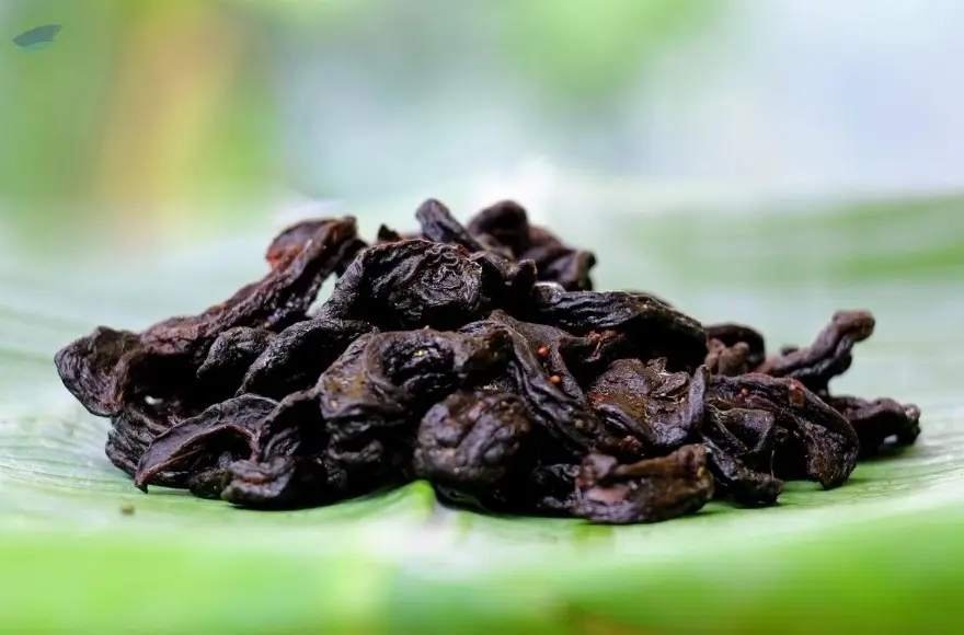 Cambogia