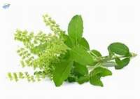 Basil Leaves