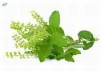 Basil Leaves
