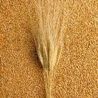 Wheat