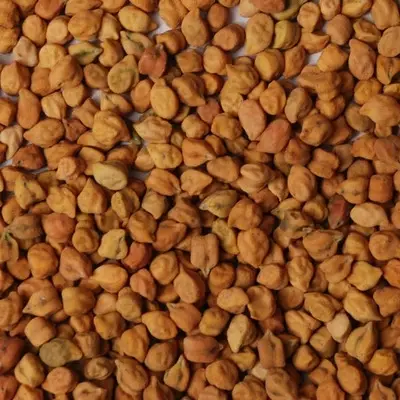 Desi  Chickpea